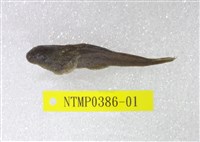 藏品(圓斑擬腹吸鰍)的圖片